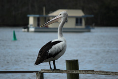 Pelican on the Noosa River