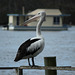 Pelican on the Noosa River