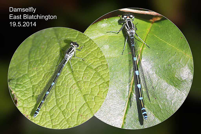 Damselfly - East Blatchington - 19.5.2014