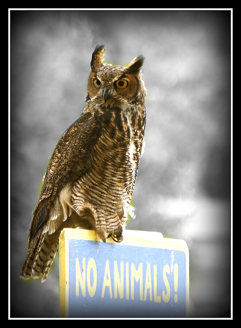 Owls cannot read.