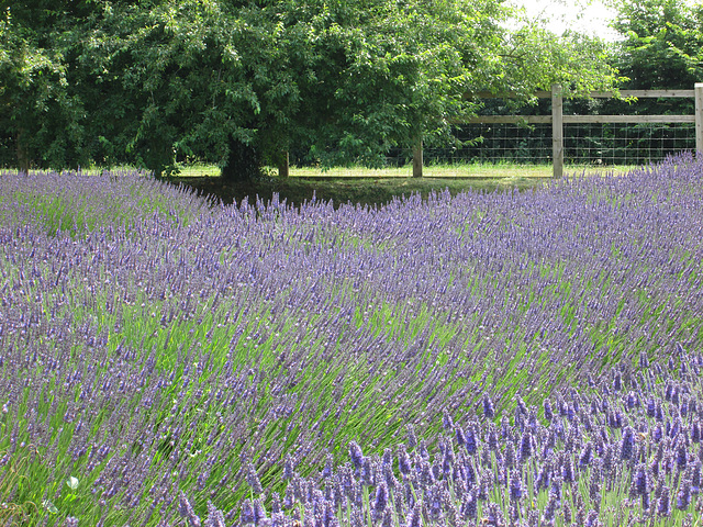 Norfolk lavender