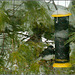 The Junco at the Feeder
