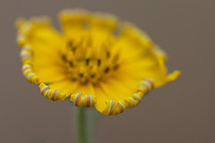 The Lovely Curled Petal Edges of a Tarweed Blossom