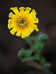 Be Still My Beating Heart: Tarweed with Unfurling Petals
