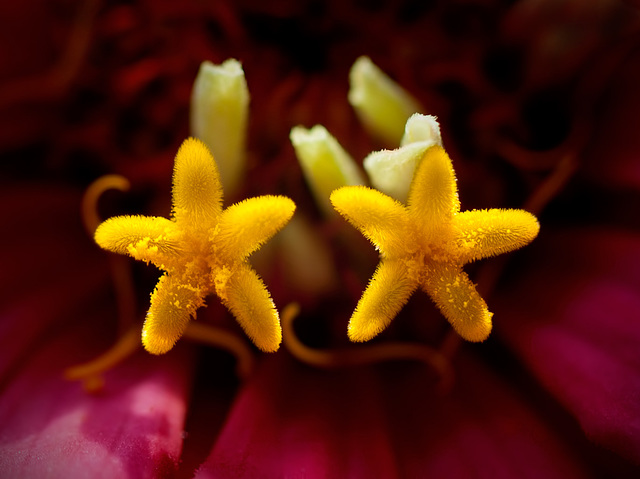 Heart of a Zinnia: Star Power!