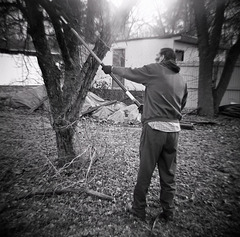 Trimming The Apple Tree