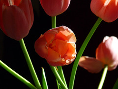 peachy tulips
