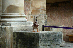 Bath 2013 – Quack