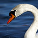 The beauty of a swan