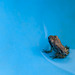 Littlest Babiest Froglet, Only 1/4" in Size!