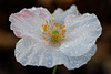 Beautiful White & Blush Poppy