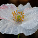 Beautiful White & Blush Poppy