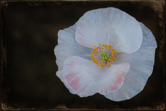Textured Poppy, Dedicated to Jerry Jones! (SkeletalMess on Flickr)