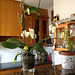 orquídea casolana 6