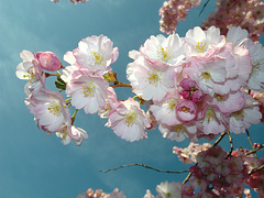 BELFORT: Fleurs de Cerisiers.