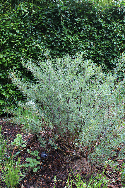 Le Jardin de l'ivresse - Jardin 10- Salix rosmarinifolia