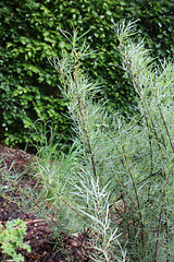 Le Jardin de l'ivresse - Jardin 10 - Salix rosmarinifolia