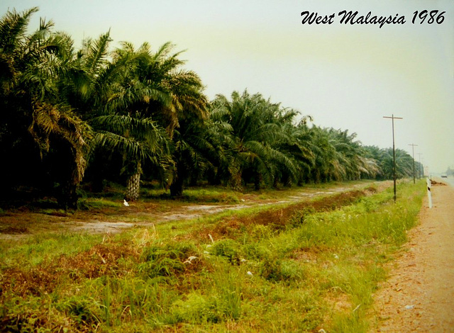 1986 WM Palm Oil Plantation