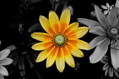BESANCON: Une fleur en noir et blanc / couleurs. 01.