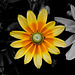 BESANCON: Une fleur en noir et blanc / couleurs. 01.
