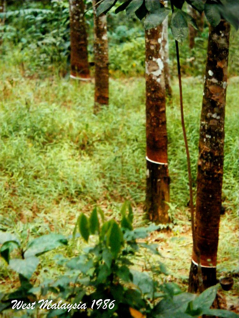 1986 WM Rubber Tree Plantation