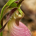 Cypripedium acaule (Pink Lady's-slipper Orchid) EXIT here!