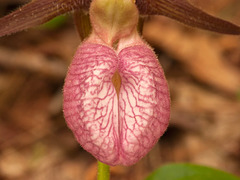 Cypripedium acaule (Pink Lady's-slipper Orchid) ENTER here!