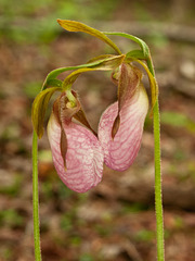 Cypripedium acaule (Pink Lady's-slipper Orchid) Face to face...