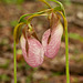 Cypripedium acaule (Pink Lady's-slipper Orchid) Face to face...