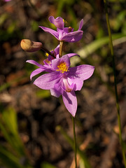 Calopogon barbatus (Bearded grass-pink orchid)