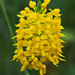 Gymnadeniopsis integra (Yellow fringless orchid)