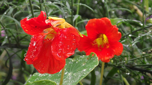 Nasturtiums in the drizzle