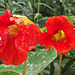 Nasturtiums in the drizzle