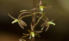 "Crossed nectaries" - Tipularia discolor (Crane-fly orchid)