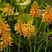 Platanthera ciliaris (yellow fringed orchid)