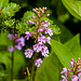 Platanthera psycodes (small purple fringed orchid)