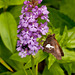 Platanthera psycodes (small purple fringed orchid) with a skipper