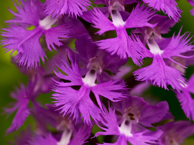 Platanthera grandiflora (large purple fringed orchid)