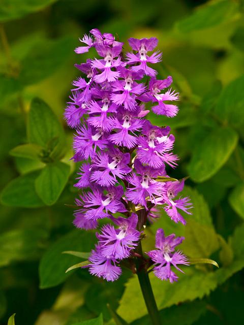 Platanthera grandiflora (large purple fringed orchid)