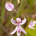 Calopogon pallidus (Pale Grass-pink orchid) with critter on bud
