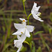 Calopogon tuberosus orchid (white form)