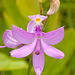 Calopogon tuberosus orchid