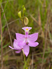 Calopogon tuberosus orchid