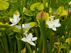Calopogon tuberosus orchid (white form)