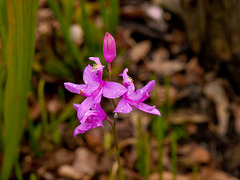 Calopogon tuberosus (Grass-pink orchid)
