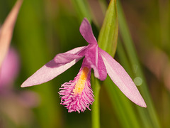 Pogonia ophioglossoides orchid