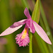 Pogonia ophioglossoides orchid