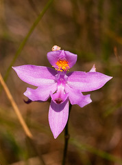 Calopogon barbatus orchid