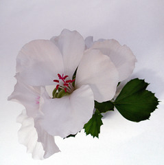 Bianco rosso e verde - Pelargonium grandiflorum lotus