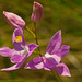 Calopogon barbatus orchid